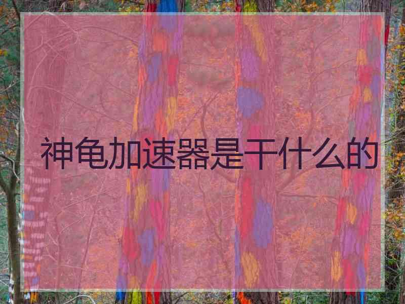 神龟加速器是干什么的